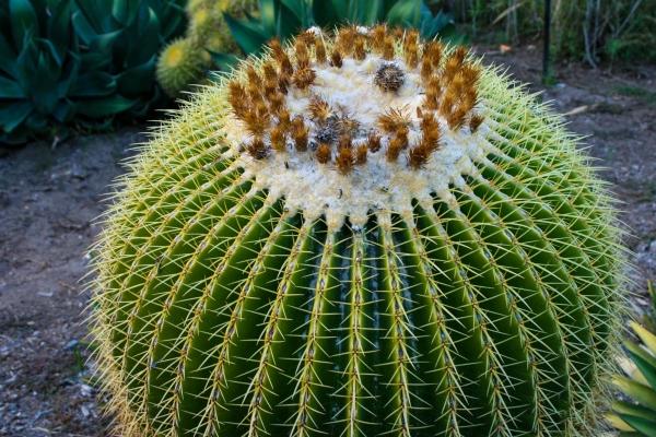 星座小王子2024年双鱼座全年运势查询