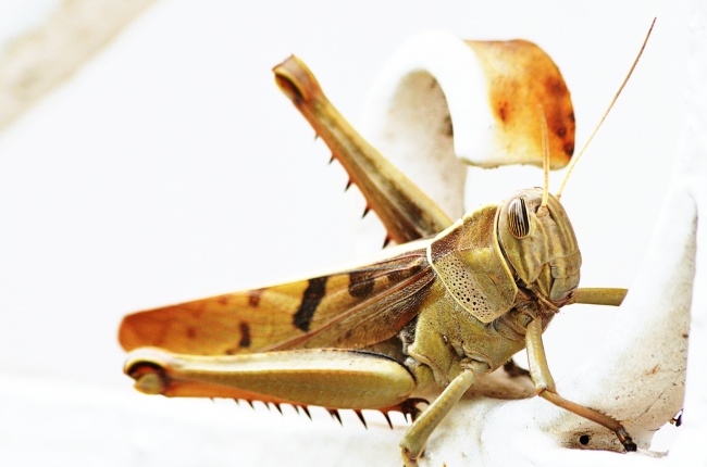 第一运程 2023年11月12日十二生肖运势解析