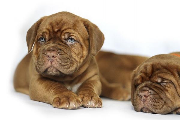 2024年财运好到爆的生肖 会发大财的生肖