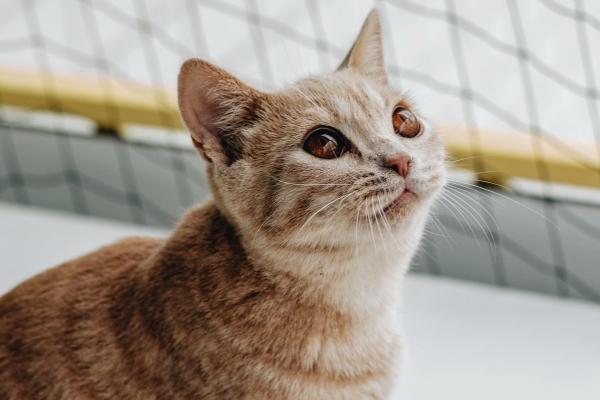 93年鸡与94年狗婚配表现 如何化解相冲