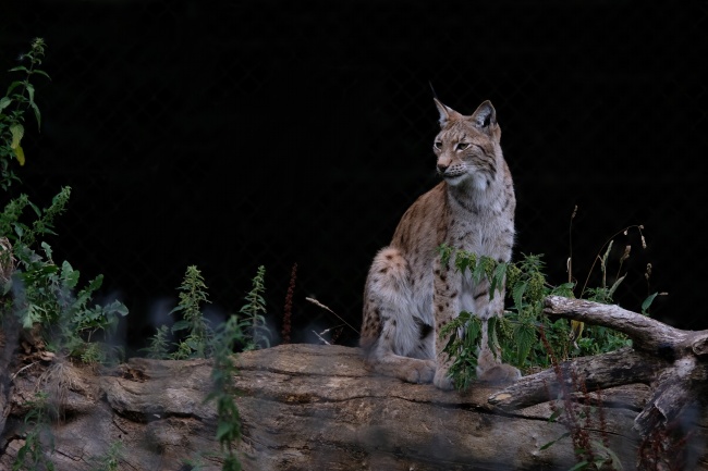 生肖猪2024的婚姻 属猪2024年财运如何