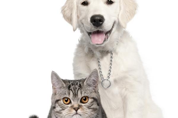 2024年属龙要出大事 2024年属龙人的全年运势如何