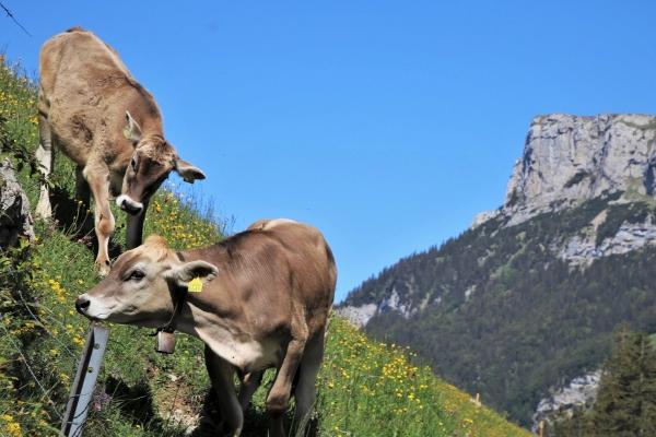 十二星座最信任的星座