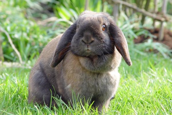 龙和狗结婚能过到老吗 取长补短白头偕老