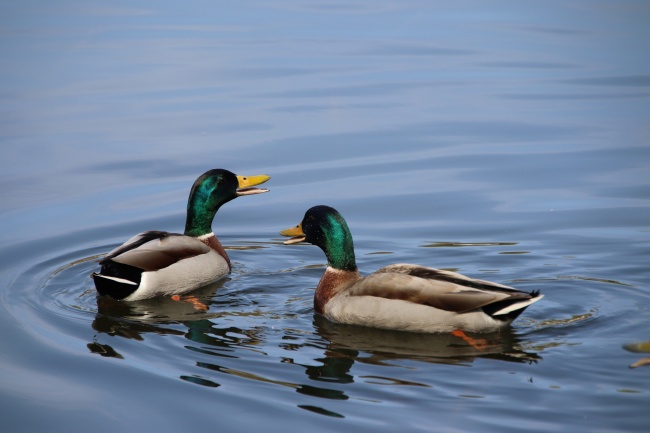 2024年1月9日特吉生肖运势 每日生肖运势播报