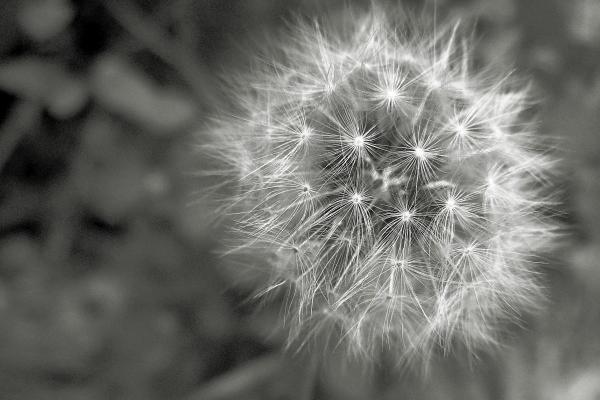 第一运程 2024年1月2日十二生肖运势解析