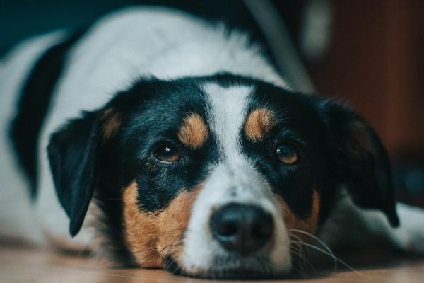 1988年属龙人一生运势及运程 属龙人能力出众