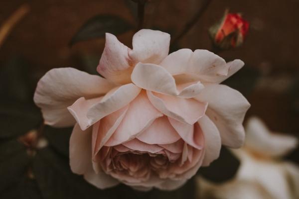 第一运程 2024年12生肖1月运程解析