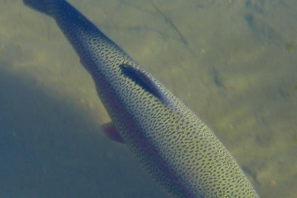 2024年猴女年运势 属猴女24年运气如何