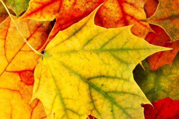 2024年龙年龙生肖运势 属龙本命年运势解析