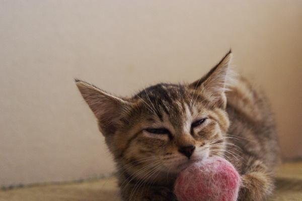 属龙1988年本命佛是谁 1988年属龙的守护菩萨