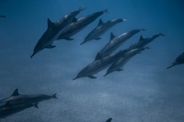 属兔与属马的婚配好吗 属兔和属马适合做夫妻吗