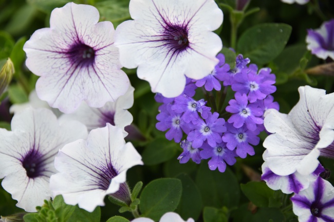 龙和狗能结婚吗 性格八字不合怎么办