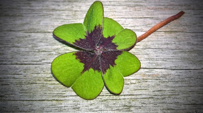 龙和狗结婚的结局怎样 狗和龙在一起对谁不利