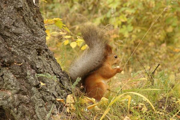 2024年2月20日特吉生肖 今日生肖小运播报