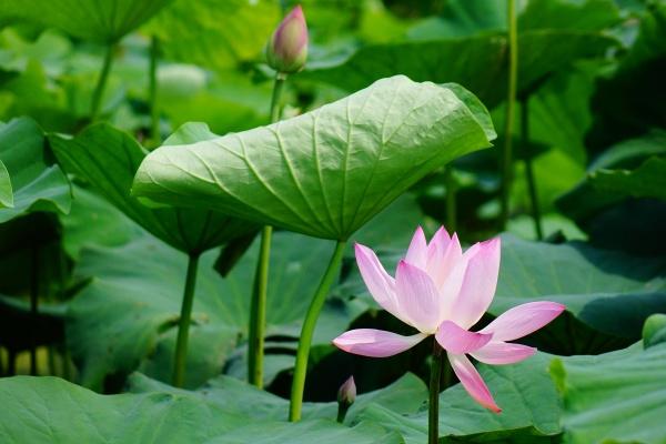 2024年2月14日情人节特吉生肖运势 每日生肖运势播报