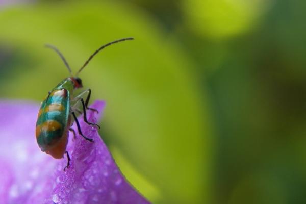 属龙2024年运势详解 财运会有负面打击