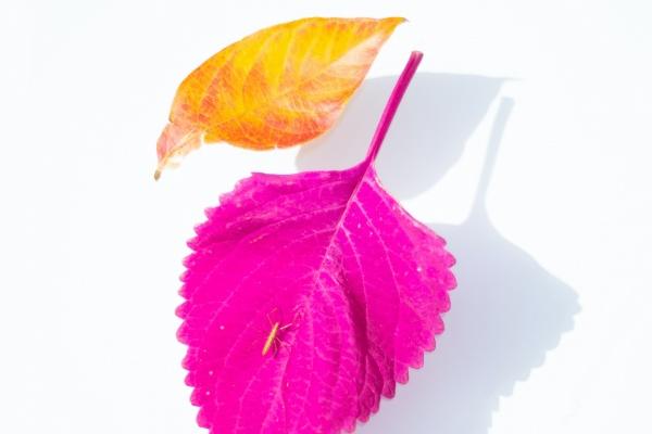 2024年2月17日特吉生肖查询 十二生肖运势吉凶