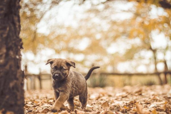 2024年犯太岁可以出门吗 避免远行