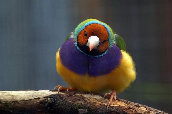 生肖2024年运势完整版 十二生肖2024运势