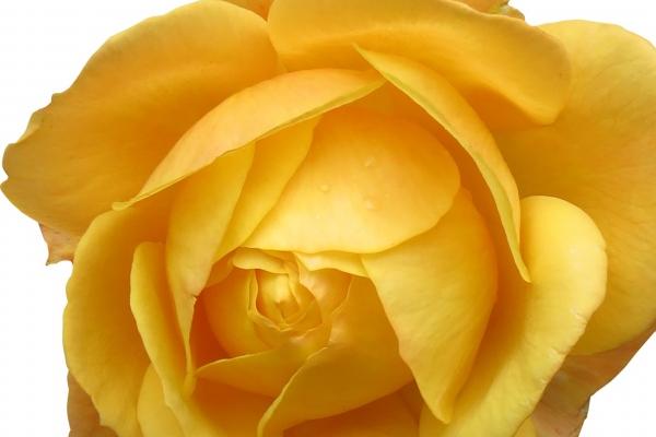 2024龙宝宝最佳父母属相 最适合龙宝宝的父母生肖