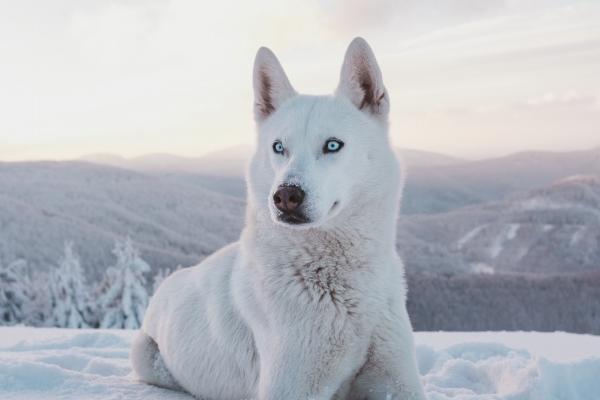 今年射手座的星座运势2024 看看射手座运势概况