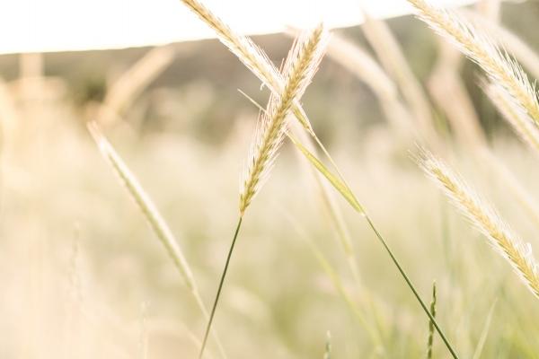 每日冲煞属相 2024年2月11日属什么生肖冲什么