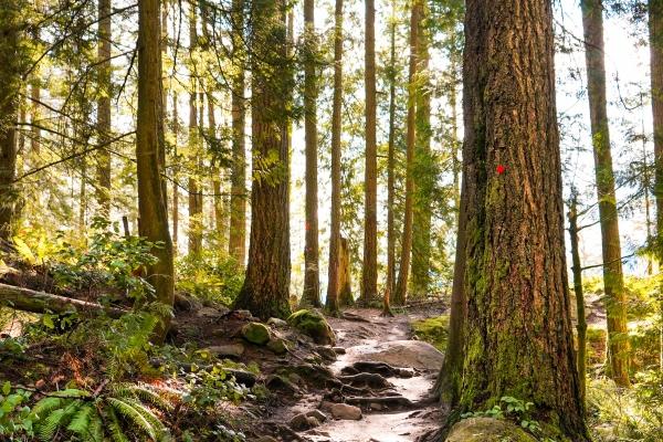 1976年属什么龙 属龙人性情好不好