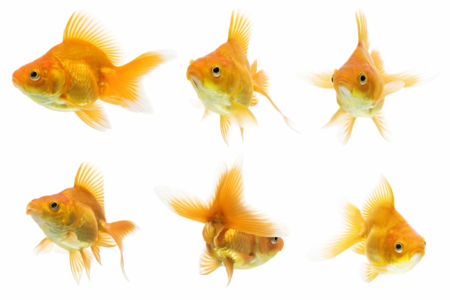 蛇配虎女大男3岁好不好 女大三抱金砖