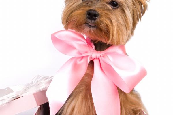 第一运程 2024年2月7日十二生肖运势解析