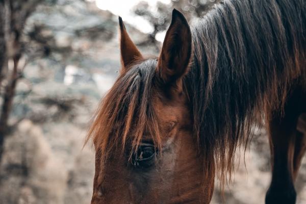 属蛇的和什么属相最配 猴是上上等婚配