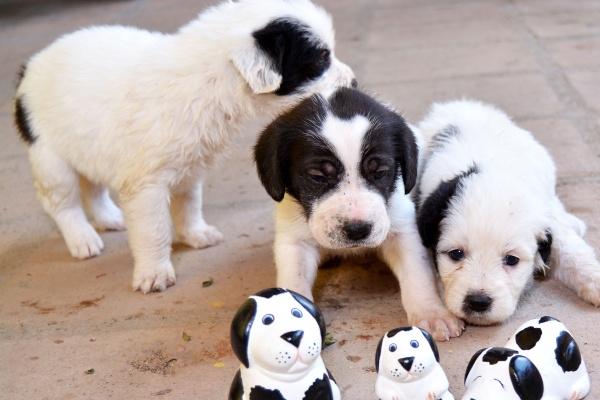 第一运程 2024年2月13日十二生肖运势解析