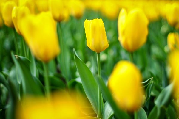 属猪2024年必有一难 事业有难破财危机