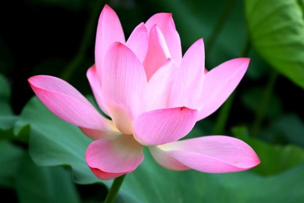 2024年喜得姻缘的星座有哪些 哪些星座姻缘运势好