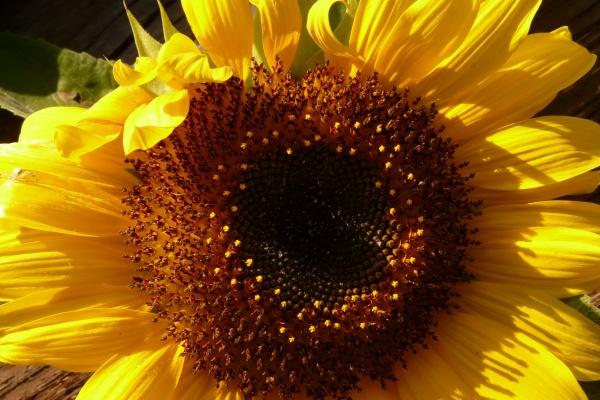 2024年会闪婚的星座 2024婚姻运最旺的星座