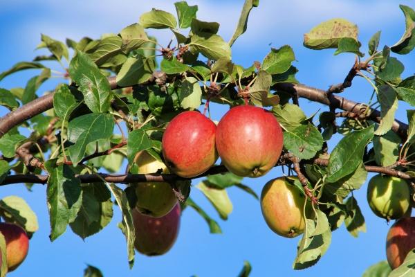 2024年属猴人运势 事业转折感情变化