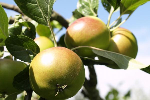 属相相冲一览 2024年2月8日冲什么属什么生肖