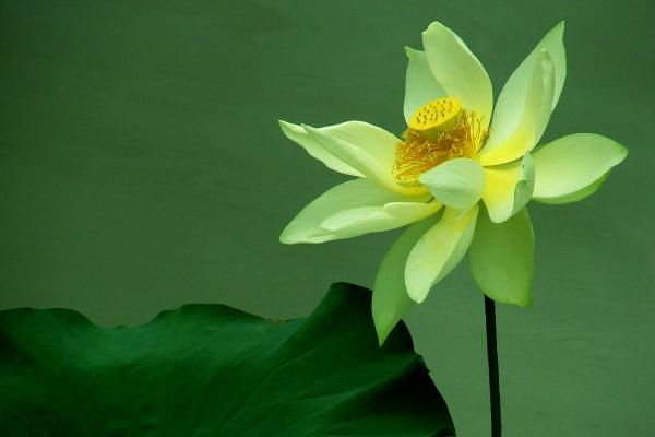 梦到了一堆小狗是什么意思