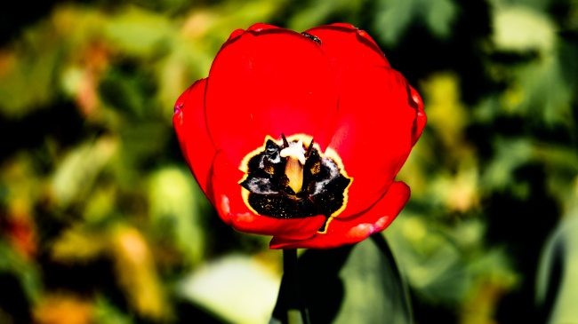 88年龙女2024年戴什么饰品，适合属龙女的吉祥物