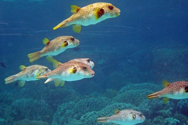 属龙人2024年最佳出行时间，属龙本命年需要注意什么