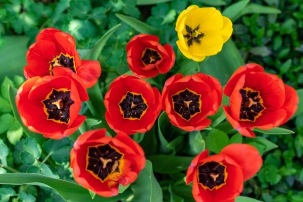 牛马真的不能结婚吗 牛马夫妻的和谐之道