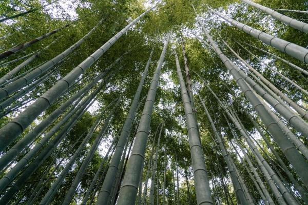 属龙2024年犯太岁吗 2024年化太岁的方式