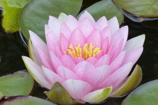 属兔2024年破太岁戴什么，适合属兔的吉祥物