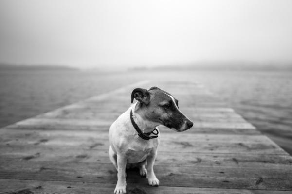 属猪的可以戴龙牌吗，戴龙牌需要注意什么