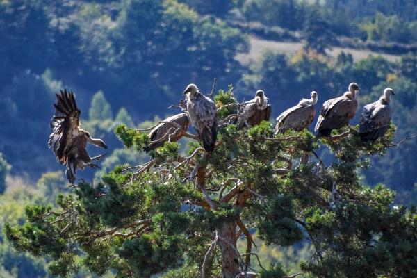 77年的蛇车上挂什么好，77年属蛇人车里放什么好