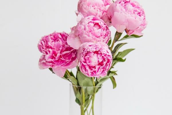 女属龙男属兔相配好吗 男兔女龙婚的婚姻怎么样