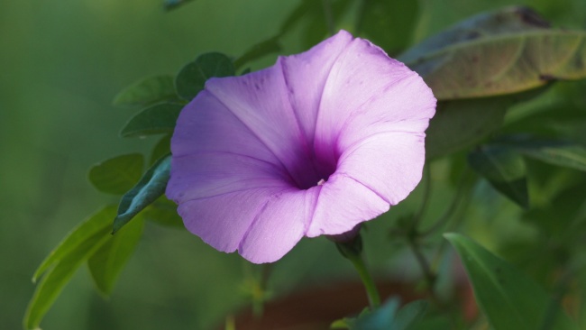 1985年属牛人40岁到49岁运程，85年牛未来发展如何