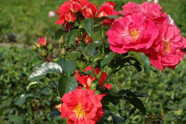 属相兔和虎相克吗 属兔人和属虎人的不同关系分析