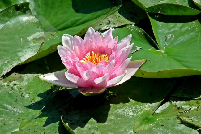 1988年的龙是木命土命 生肖龙的事业运势怎么样呢