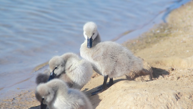 属马人在2024年运势 生肖马2024年运势运程
